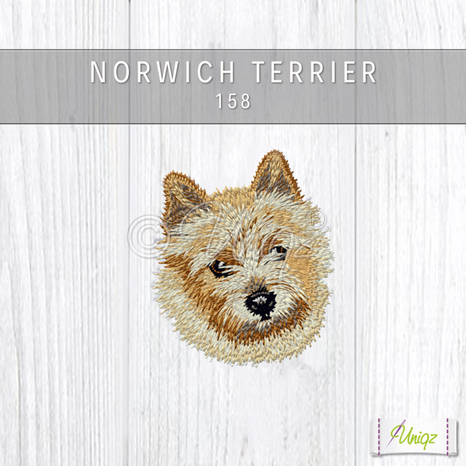 .Norwich Terrier